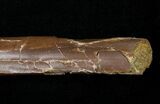 Indeterminate Theropod Limb Bone - Judith River #14828-3